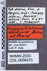 Etikette zu Selatosomus (Selatosomus) alekseevi (Dolin & Penev, 1988) (NHMW-ZOO-COL-0008373)